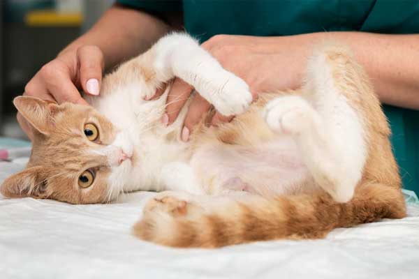 Arthrose du chat soins