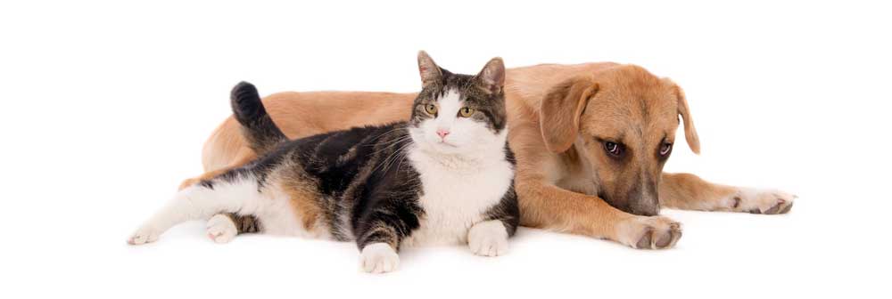 guérisseur pour chien et chat