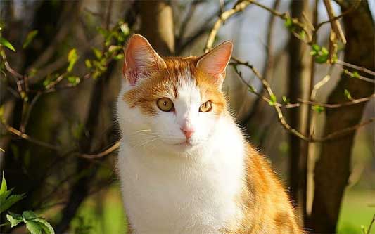 Guérisseur chat Côte-d'Or