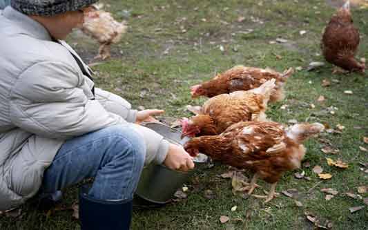 Les poules guérisseur pour animaux